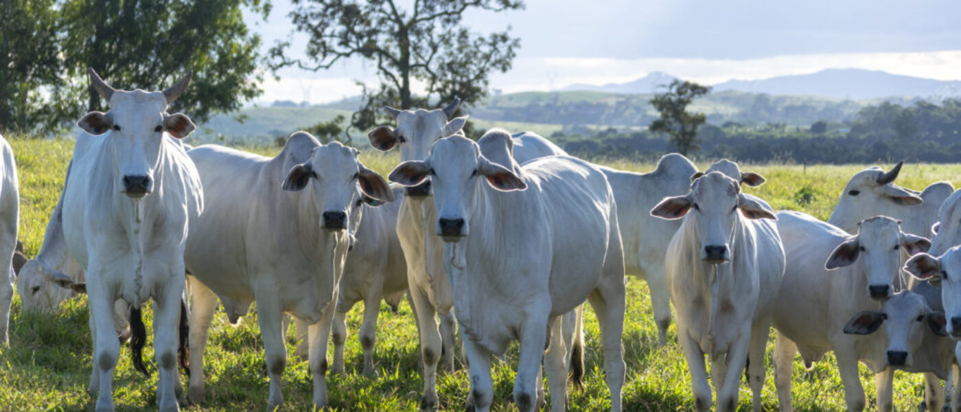 Nelore herd on the farm pasture